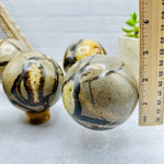 Polished Septarian Sphere - You Choose